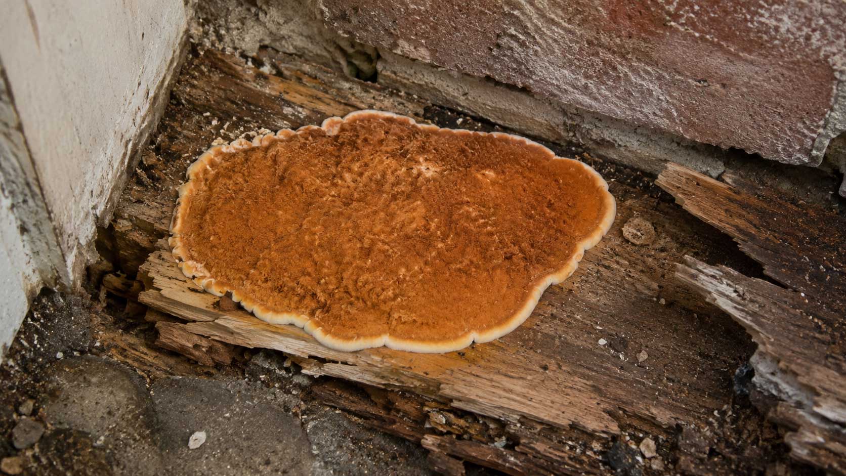 Timber and building detail relevant to dry rot fruiting bodies