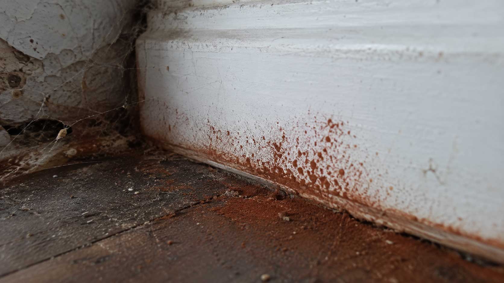 Timber and building detail relevant to dry rot spore dust