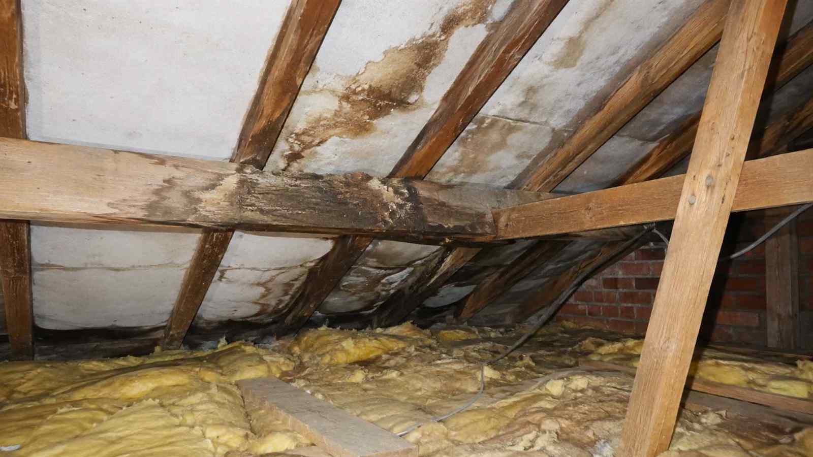 Timber and building detail relevant to dry rot in roof timbers