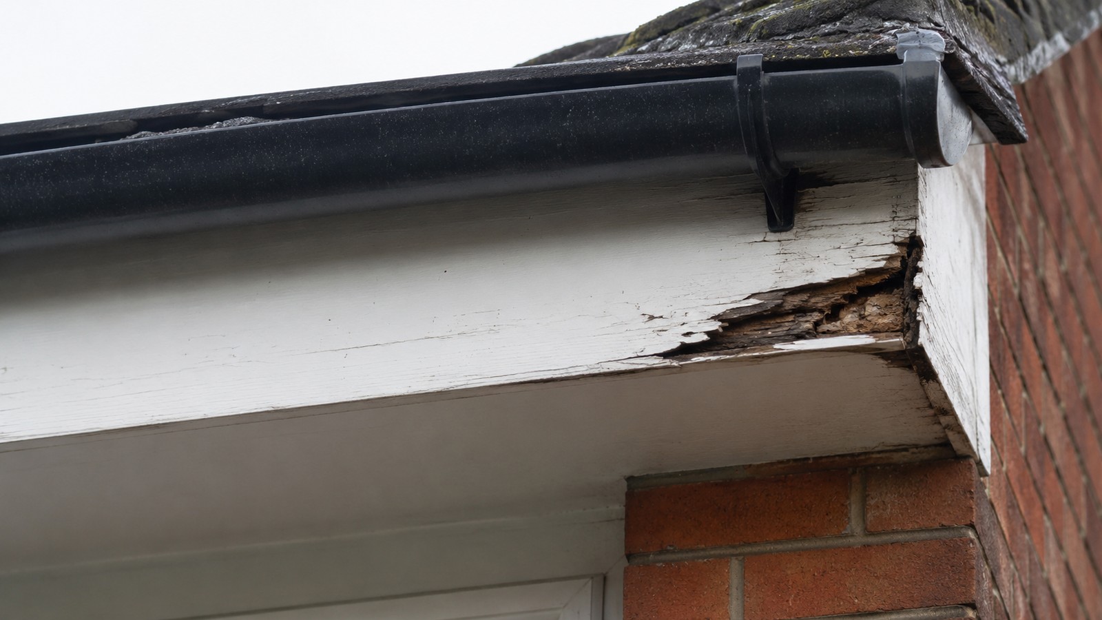 Timber and building detail relevant to dry rot or wet rot? how to tell the difference