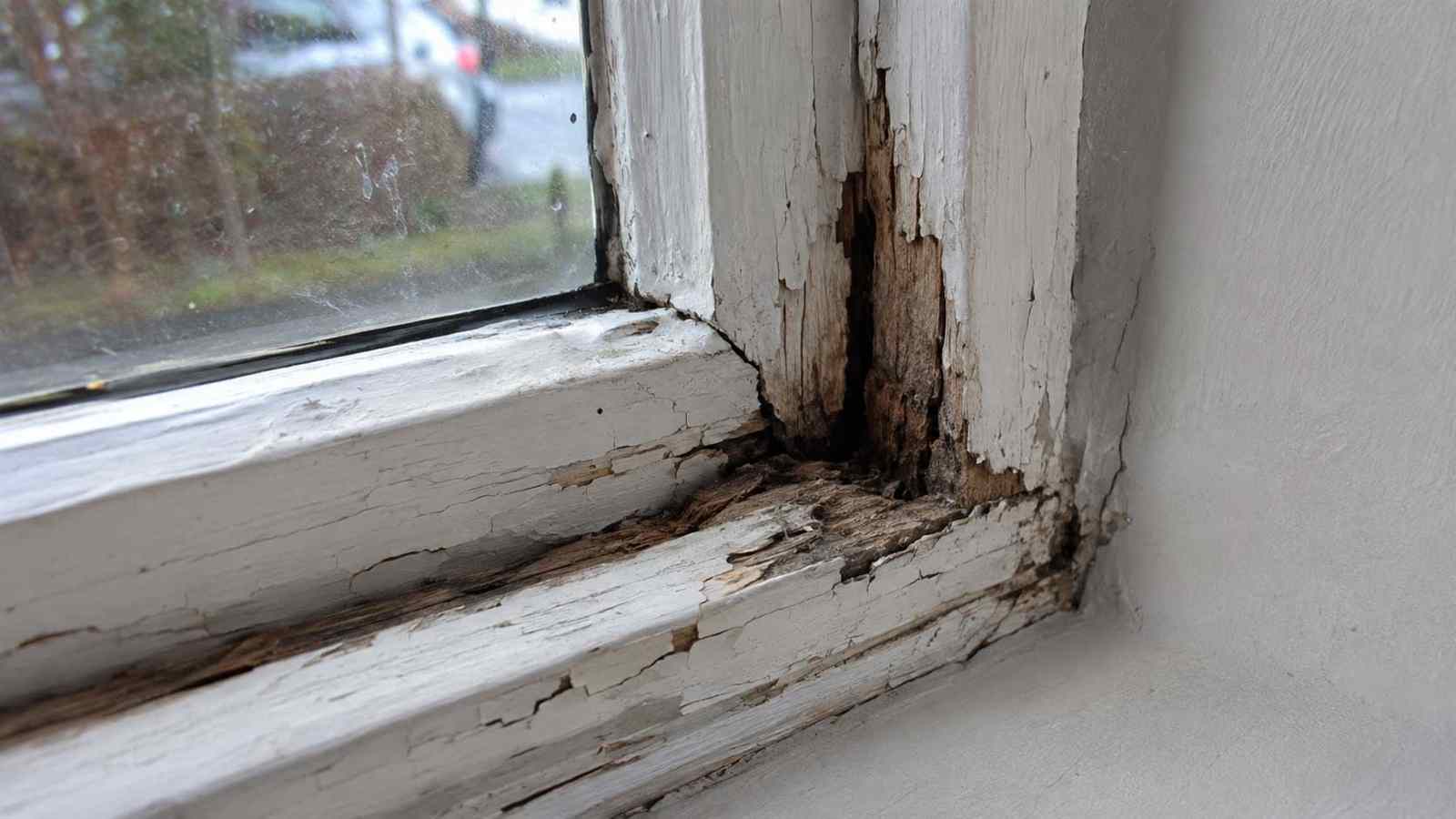 Timber decay examples in walls and windows