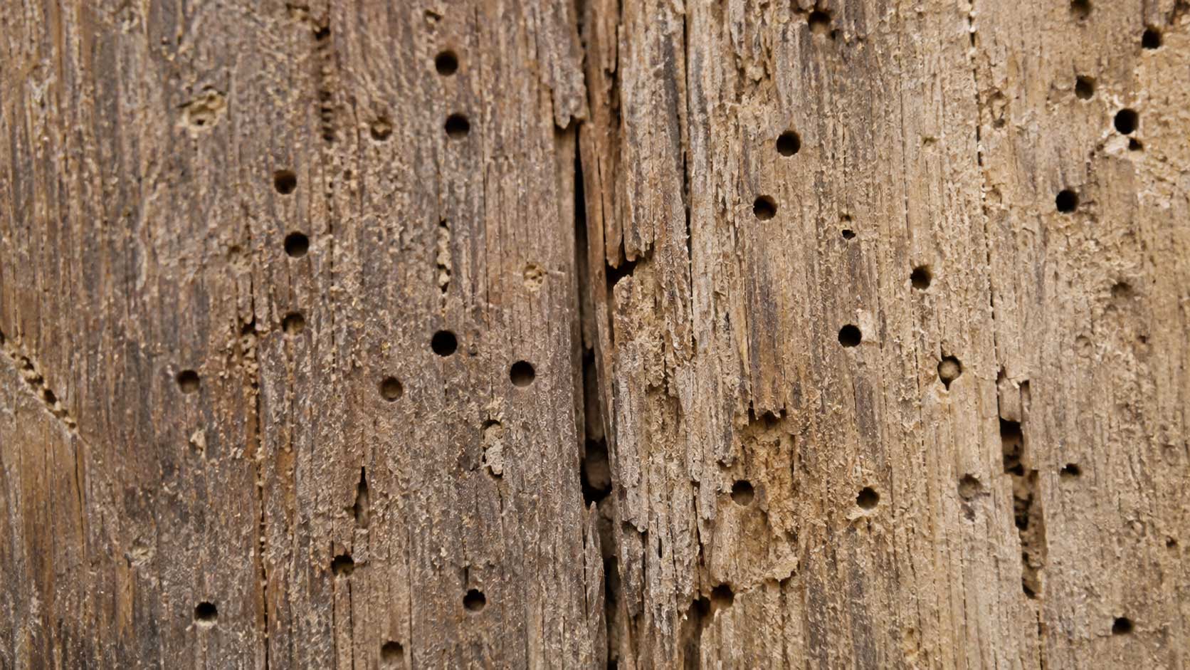 Timber and building detail relevant to wood-boring insects in buildings