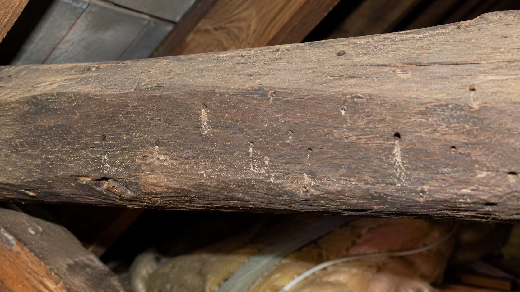 Timber and building detail relevant to are old woodworm holes a problem?