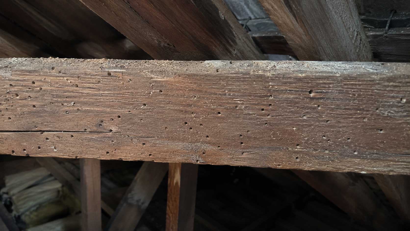Timber and building detail relevant to what is woodworm?